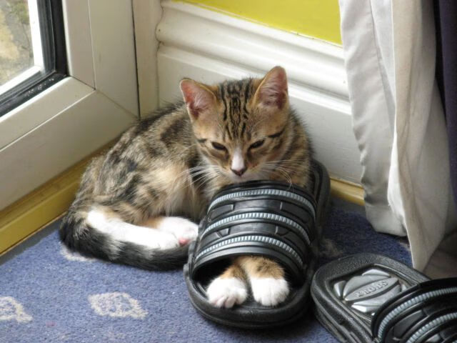 2024年德国队表现:如何在混合团体赛中脱颖而出,一四年德国队阵容