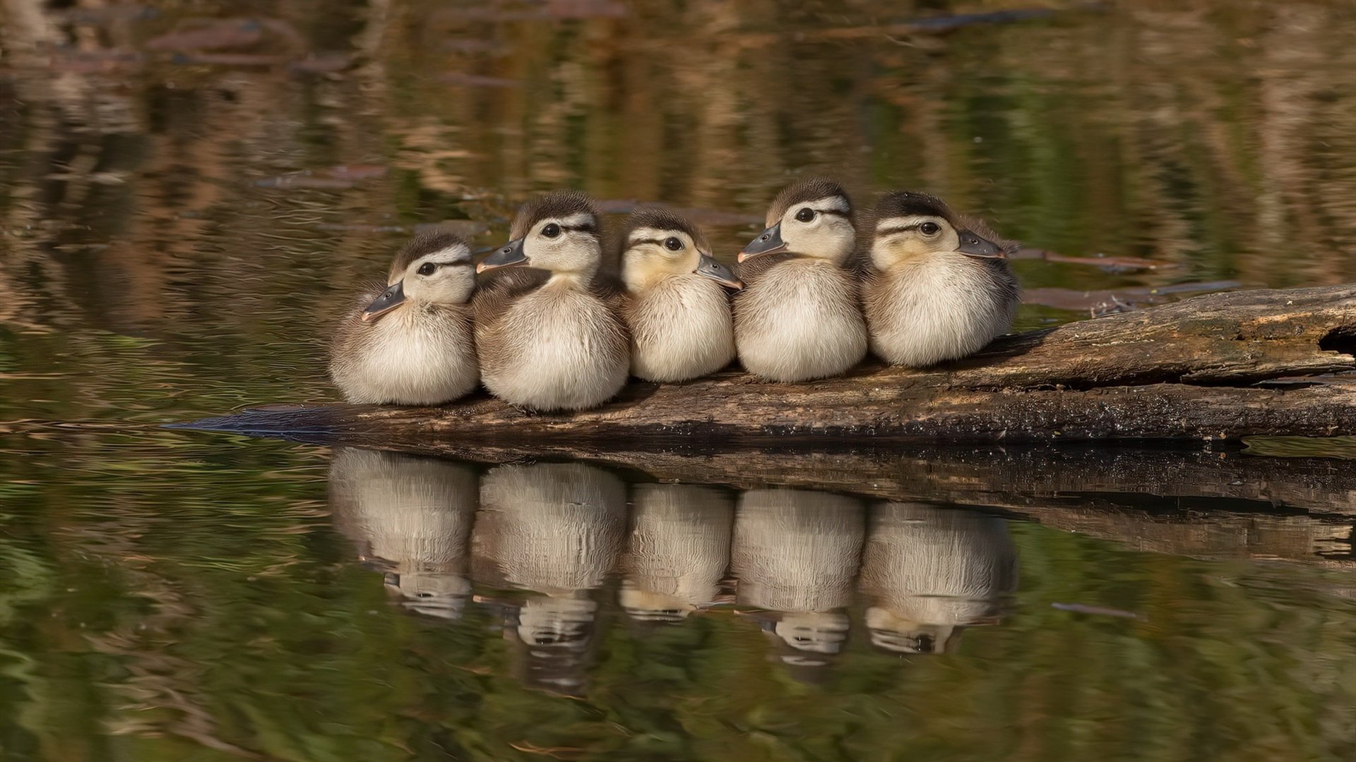 “2025世界运动会：高新体育中心健力赛场，选手力量与技术的结合”