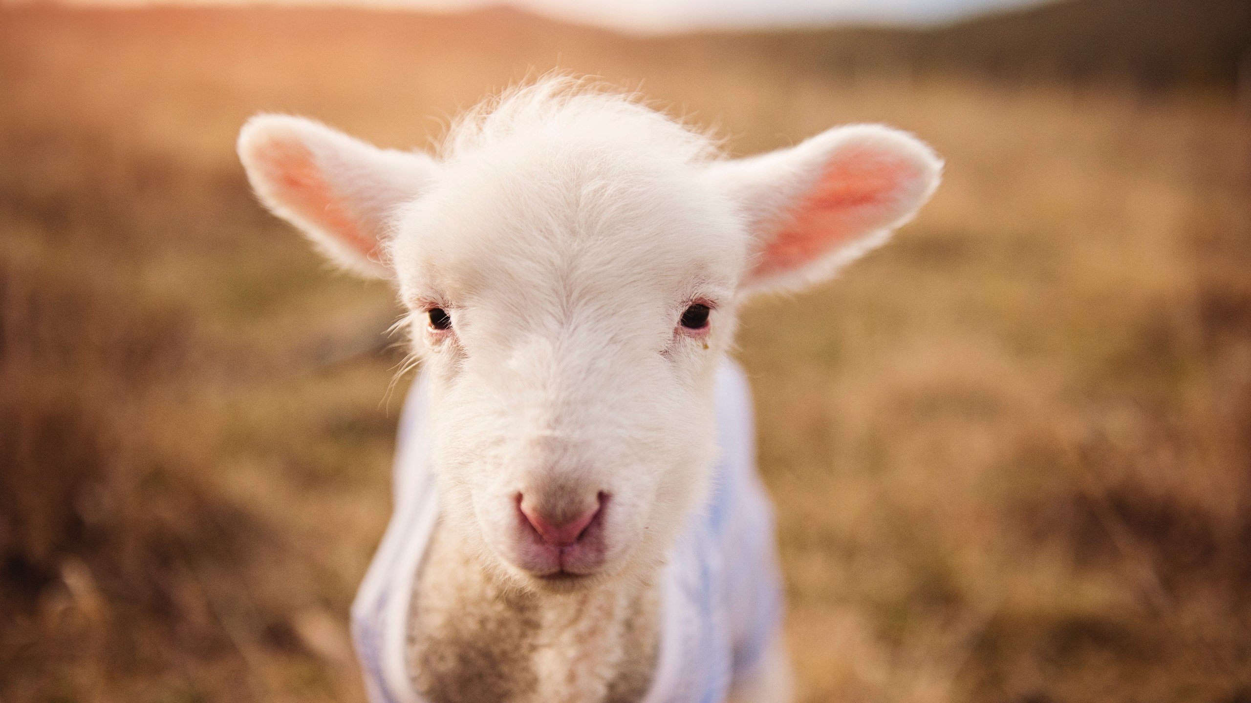 五大联赛年轻球员异军突起的趋势分析，五大联赛年轻门将