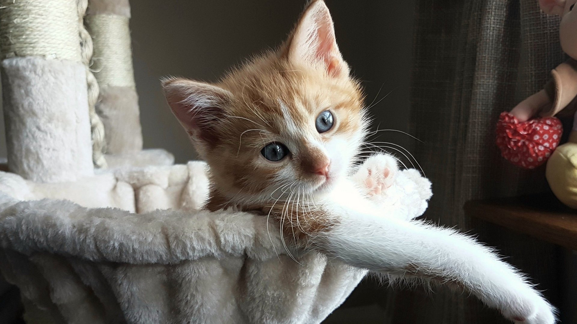 周琦能否成为中国篮球的新核心,周琦篮协